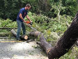 Reliable Coats Bend, AL Tree Services Solutions